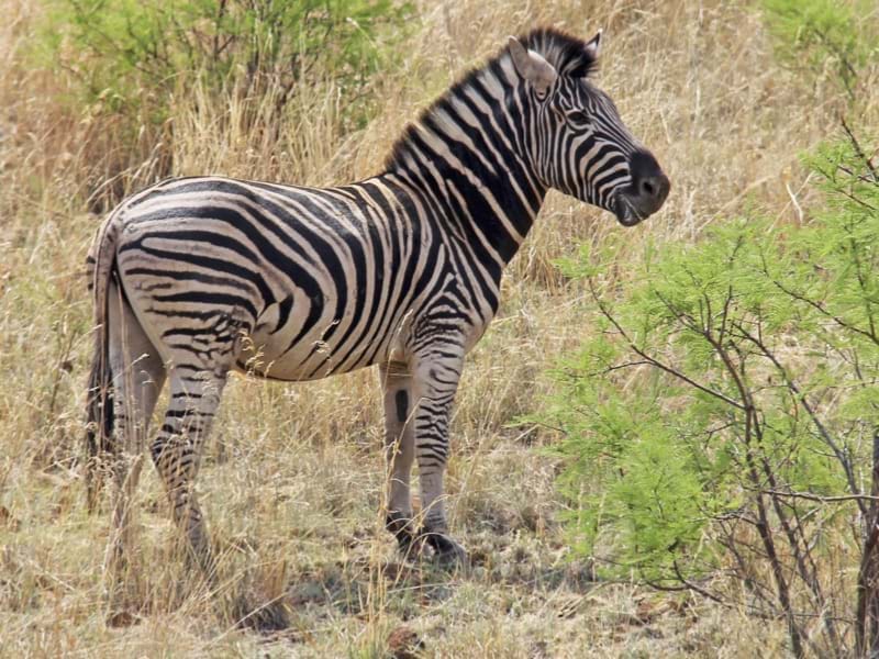 The Travel Directors