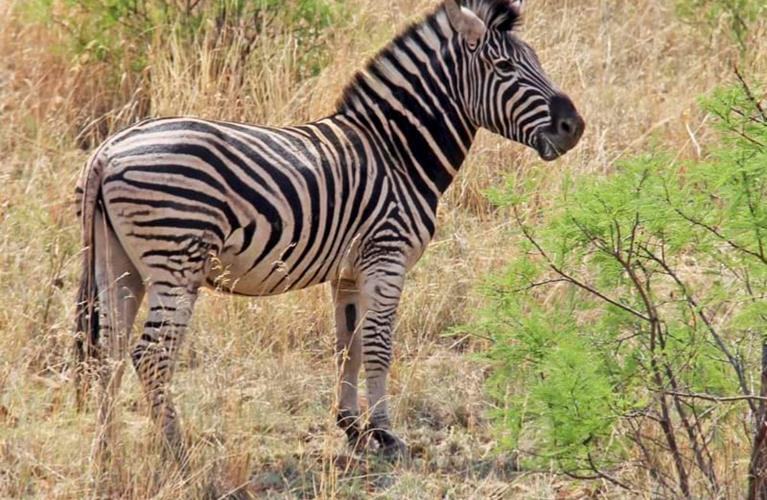 The Travel Directors The Travel Directors